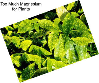 Too Much Magnesium for Plants