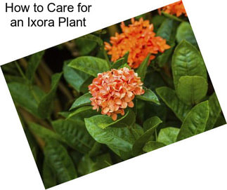 How to Care for an Ixora Plant