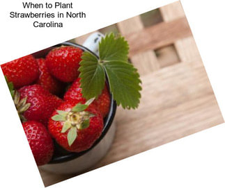 When to Plant Strawberries in North Carolina