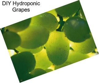 DIY Hydroponic Grapes