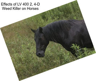 Effects of LV 400 2, 4-D Weed Killer on Horses