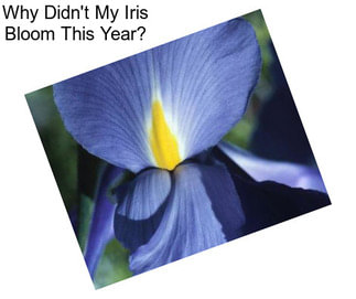 Why Didn\'t My Iris Bloom This Year?