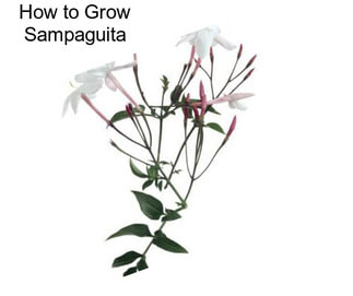 How to Grow Sampaguita