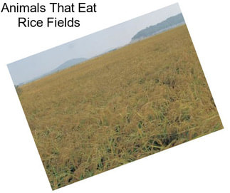 Animals That Eat Rice Fields