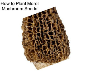 How to Plant Morel Mushroom Seeds