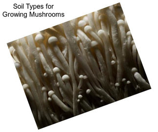Soil Types for Growing Mushrooms
