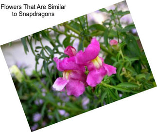 Flowers That Are Similar to Snapdragons