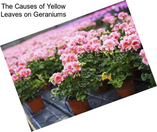 The Causes of Yellow Leaves on Geraniums