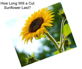 How Long Will a Cut Sunflower Last?