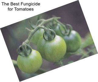 The Best Fungicide for Tomatoes