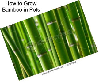 How to Grow Bamboo in Pots