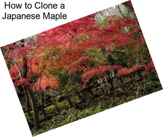 How to Clone a Japanese Maple