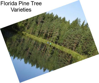 Florida Pine Tree Varieties