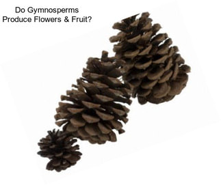 Do Gymnosperms Produce Flowers & Fruit?