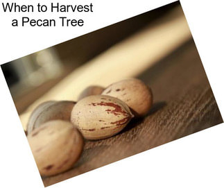 When to Harvest a Pecan Tree