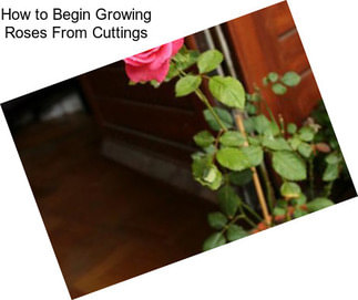 How to Begin Growing Roses From Cuttings