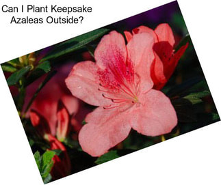 Can I Plant Keepsake Azaleas Outside?