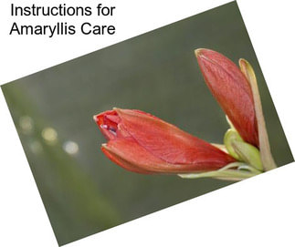 Instructions for Amaryllis Care