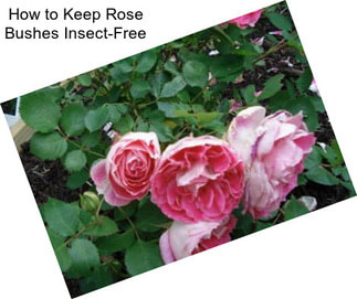 How to Keep Rose Bushes Insect-Free