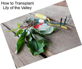 How to Transplant Lily of the Valley