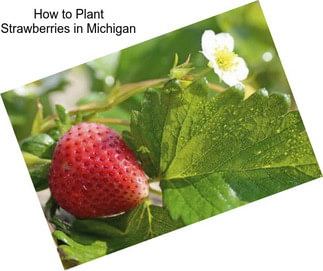 How to Plant Strawberries in Michigan