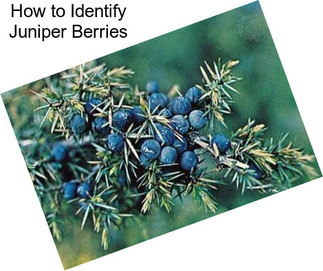 How to Identify Juniper Berries