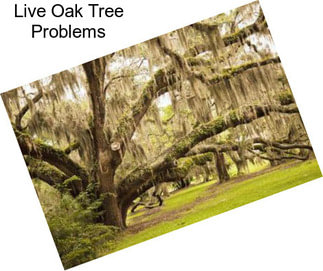 Live Oak Tree Problems