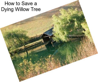 How to Save a Dying Willow Tree