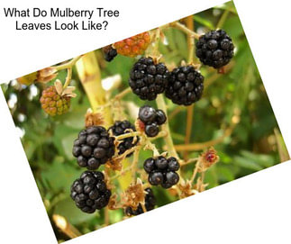 What Do Mulberry Tree Leaves Look Like?