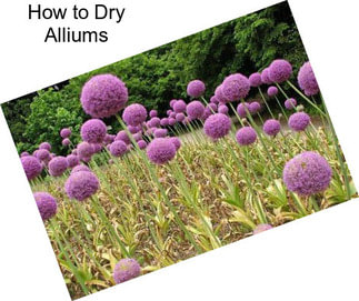 How to Dry Alliums