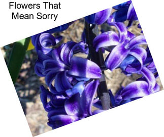 Flowers That Mean Sorry