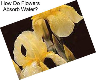 How Do Flowers Absorb Water?