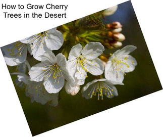 How to Grow Cherry Trees in the Desert