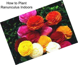 How to Plant Ranunculus Indoors
