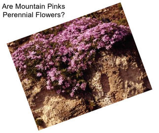 Are Mountain Pinks Perennial Flowers?