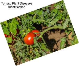 Tomato Plant Diseases Identification