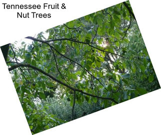 Tennessee Fruit & Nut Trees
