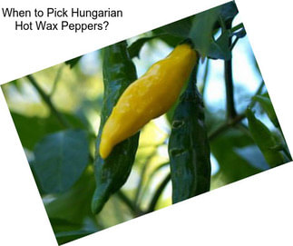 When to Pick Hungarian Hot Wax Peppers?
