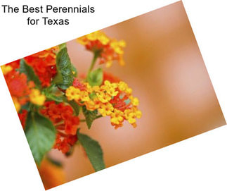 The Best Perennials for Texas