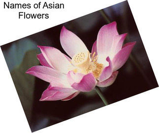 Names of Asian Flowers