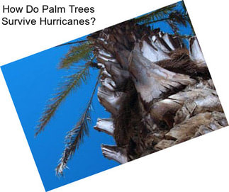 How Do Palm Trees Survive Hurricanes?