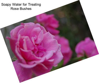 Soapy Water for Treating Rose Bushes