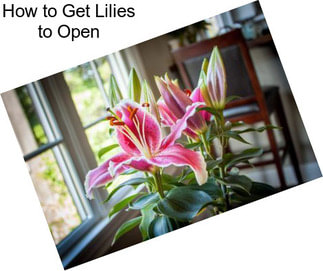 How to Get Lilies to Open