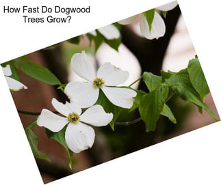 How Fast Do Dogwood Trees Grow?