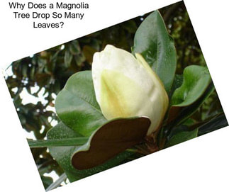 Why Does a Magnolia Tree Drop So Many Leaves?