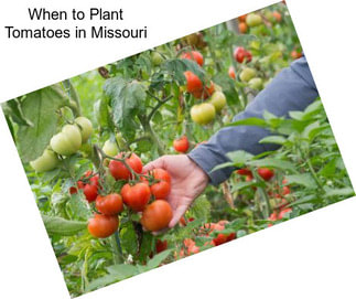 When to Plant Tomatoes in Missouri