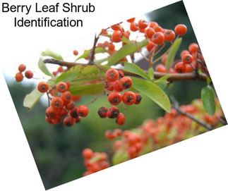 Berry Leaf Shrub Identification