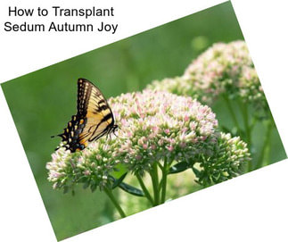 How to Transplant Sedum Autumn Joy