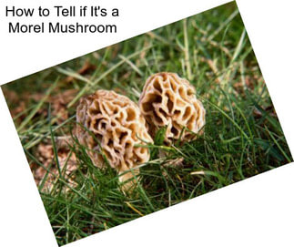 How to Tell if It\'s a Morel Mushroom