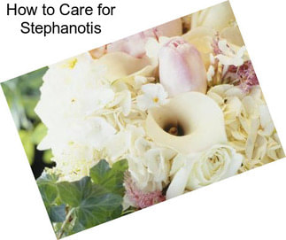 How to Care for Stephanotis